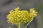 Low pinebarren milkwort